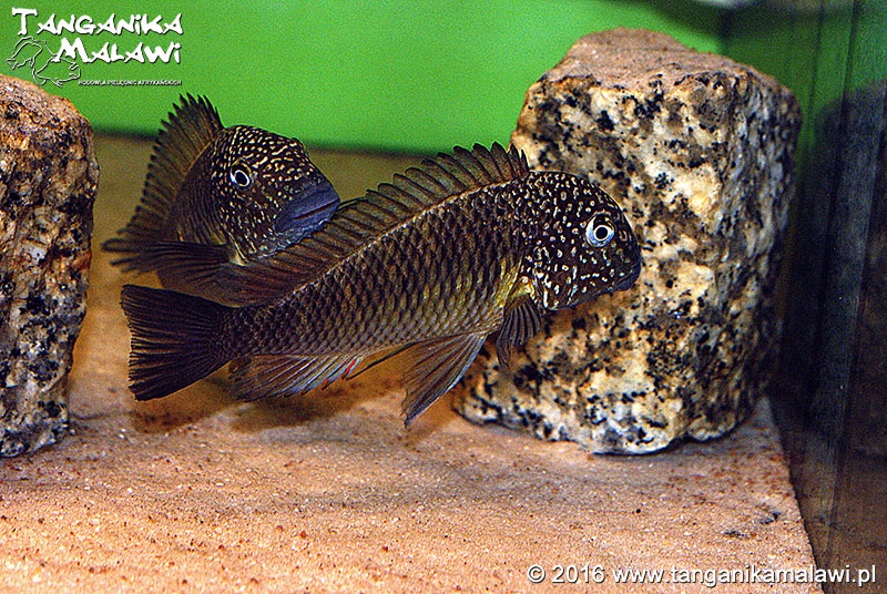 Tropheus sp. 'limespot' Lusingu
